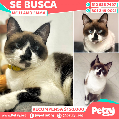 Foto de mascota Emma 