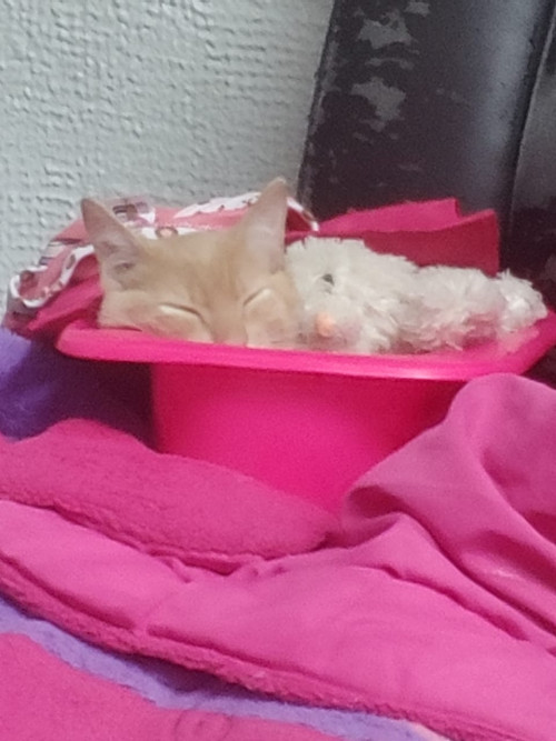 Garfield