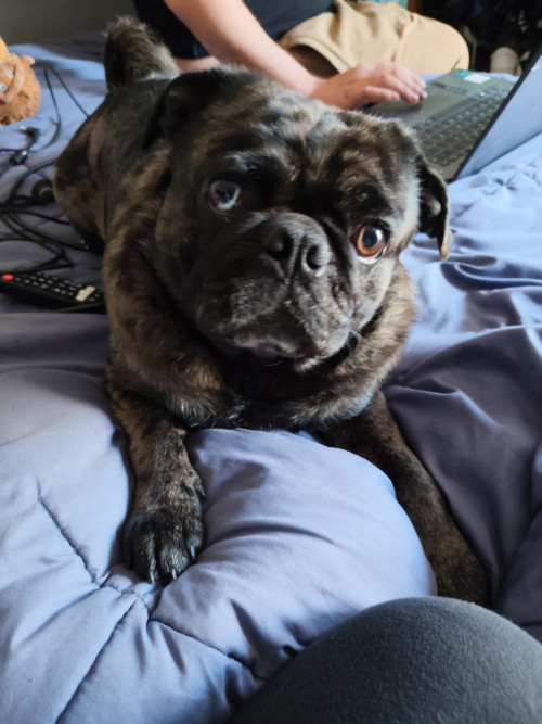 Enzo