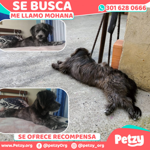 Foto de mascota Mohana