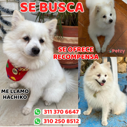 Foto de mascota Hachiko