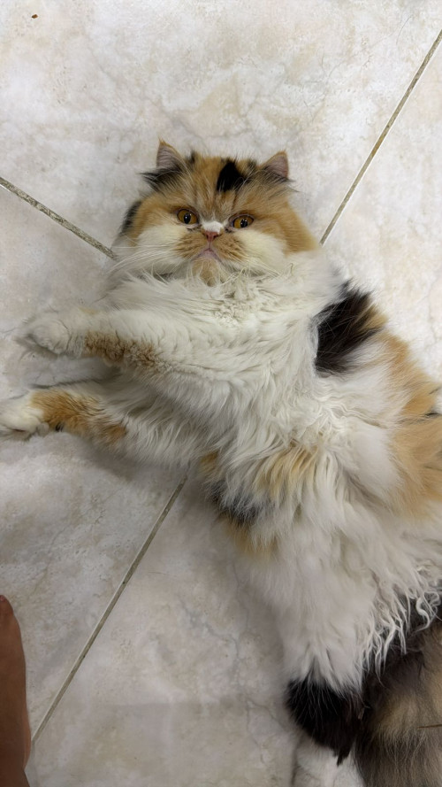 Katty