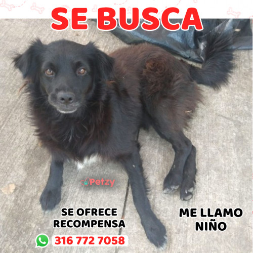 Foto de mascota Niño