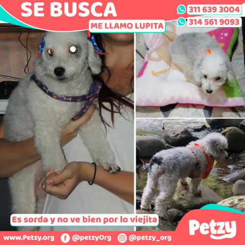 Foto de mascota Lupita