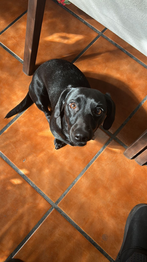 Nala