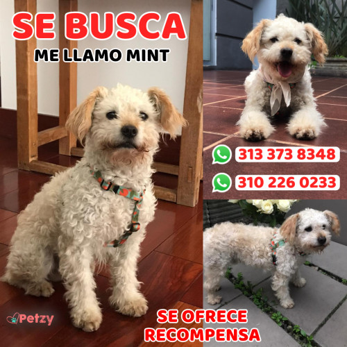 Foto de mascota Mint