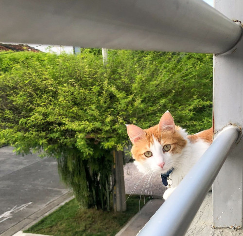 Simba