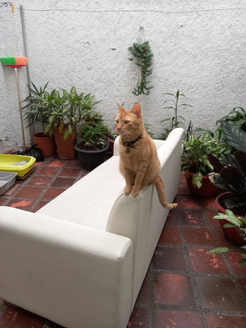 Aslan 
