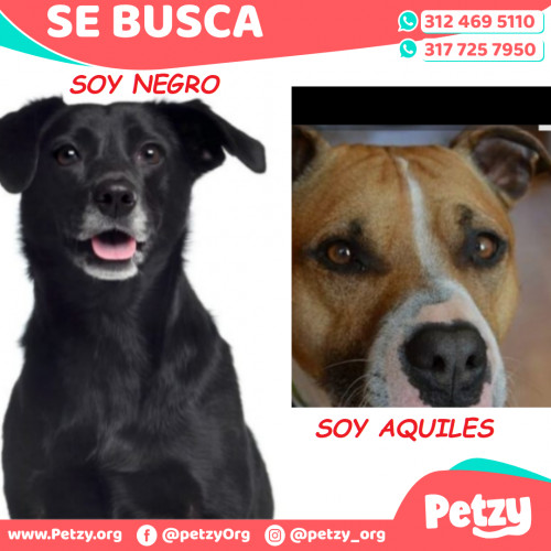 Foto de mascota Aquiles Y A Negro