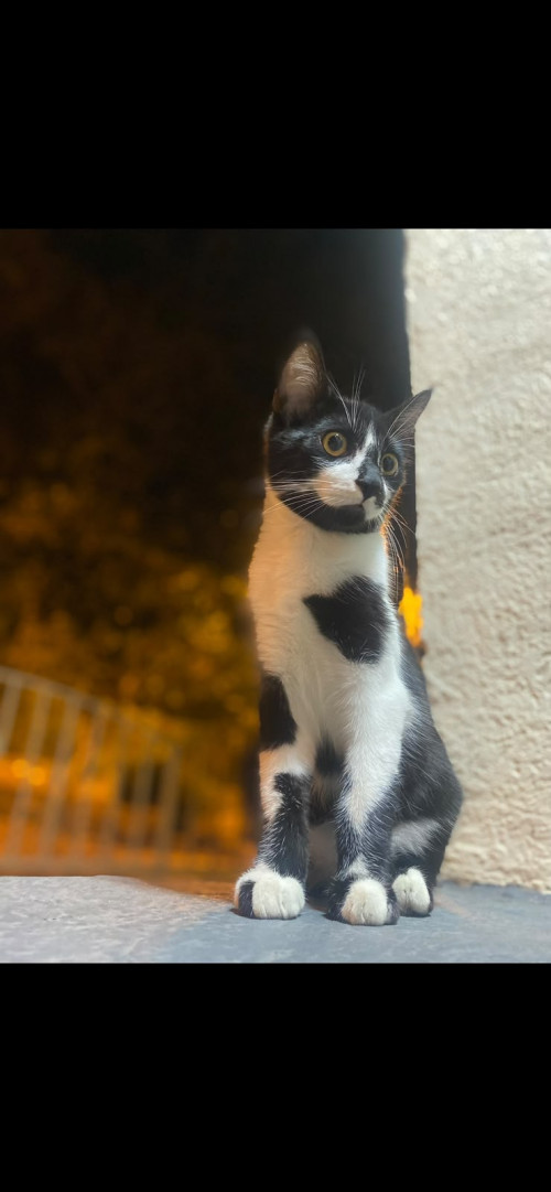 Pedro José