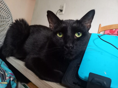Nilo