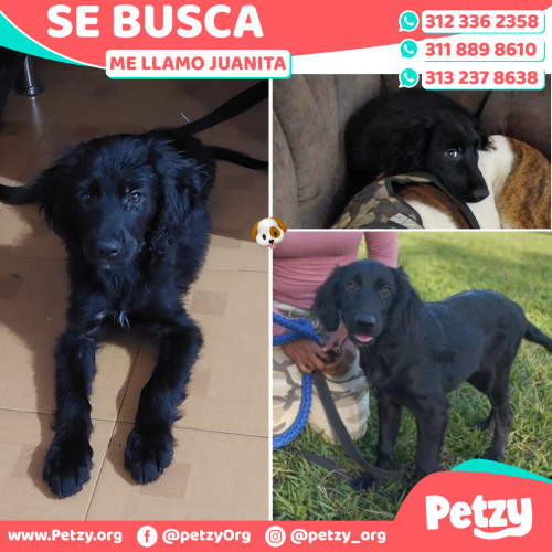 Foto de mascota Juanita