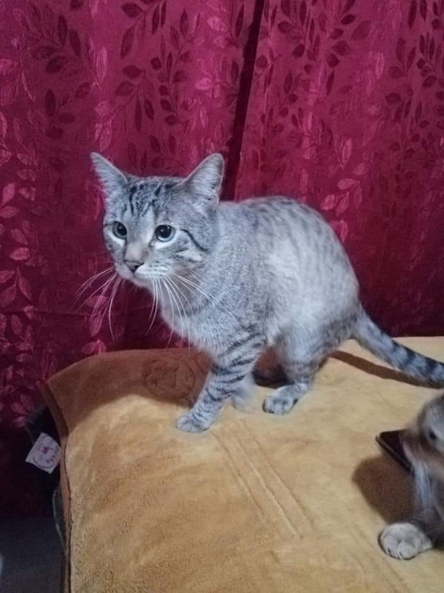 Tomas