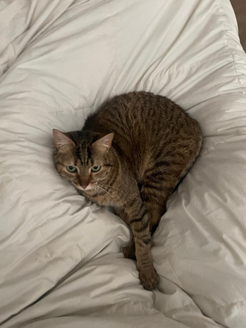 Alegra