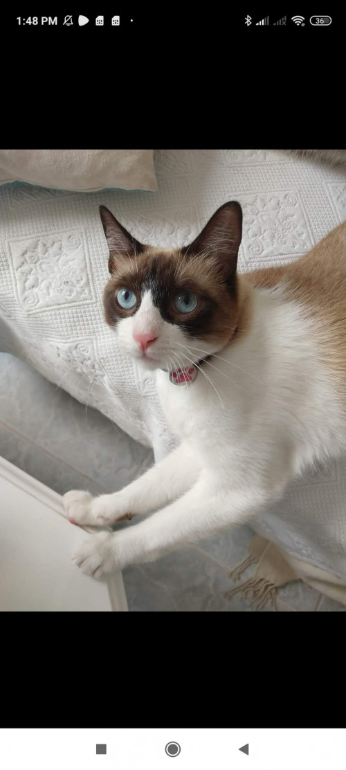Bella