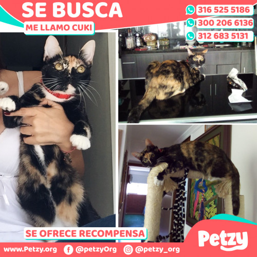 Foto de mascota Cuki