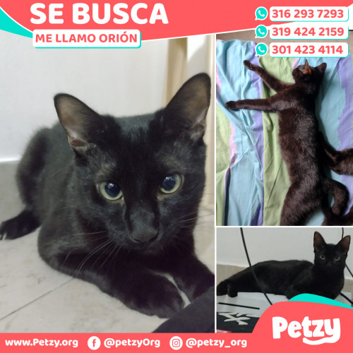 Foto de mascota Orión