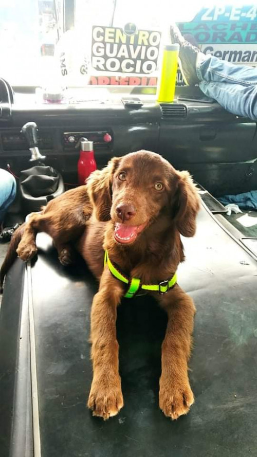 Apolo