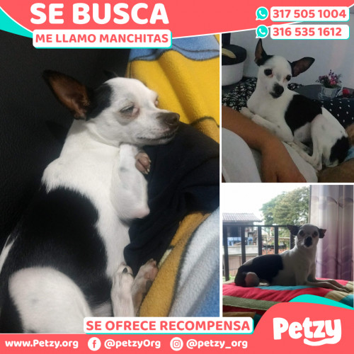 Foto de mascota Manchitas