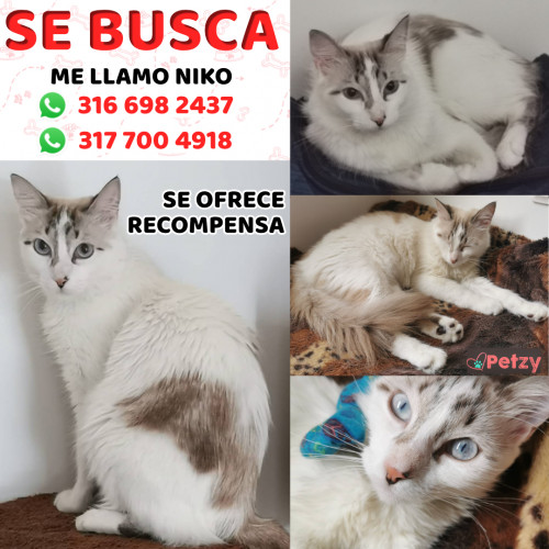 Foto de mascota Niko