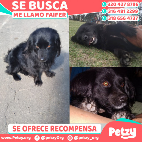 Foto de mascota Faifer