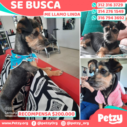 Foto de mascota Linda