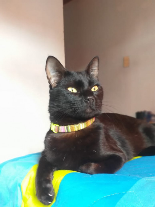 Orión