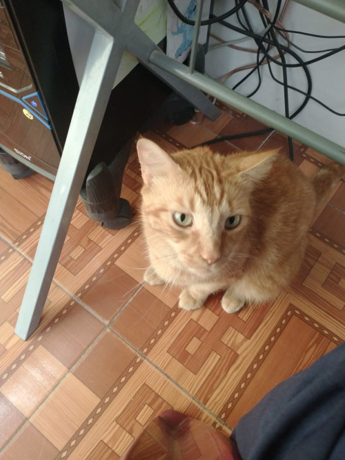 Chispitas