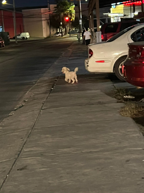 Gustavo