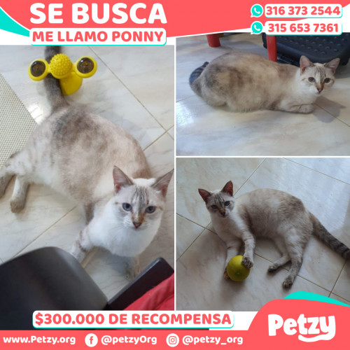 Foto de mascota Ponny