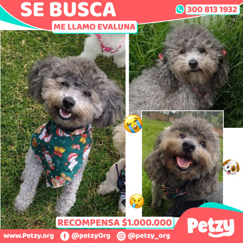 Foto de mascota Evaluna