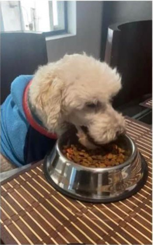 Capitán