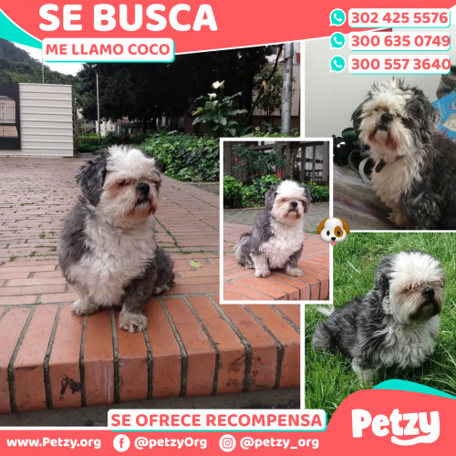 Foto de mascota Coco