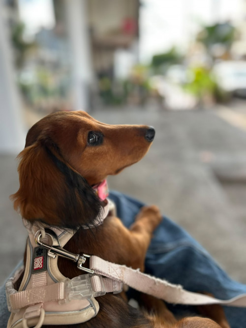 Athenea
