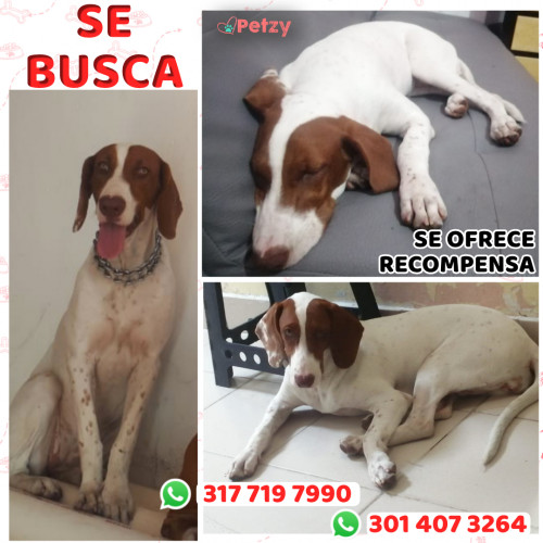 Foto de mascota Nala