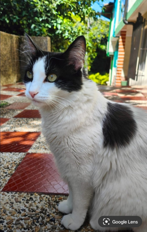 Coco