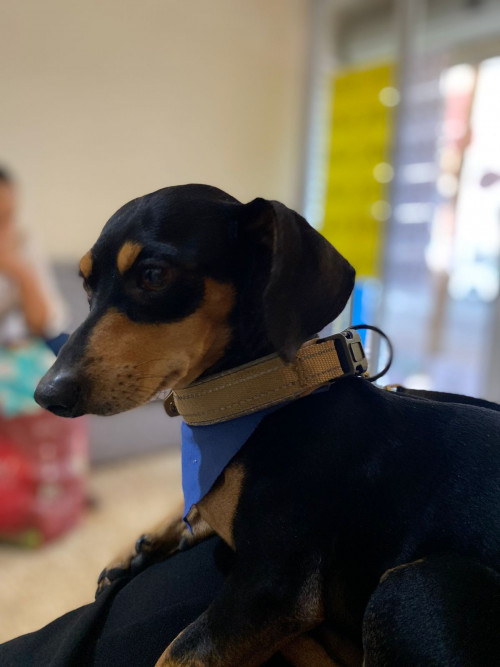 Milo