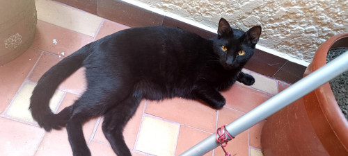 Salem