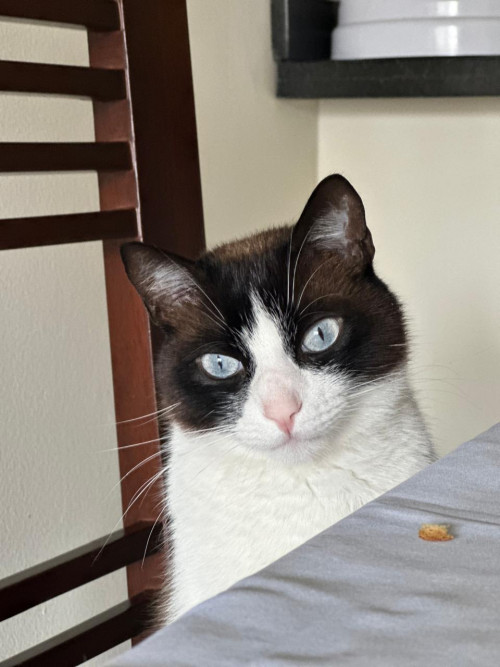 Félix