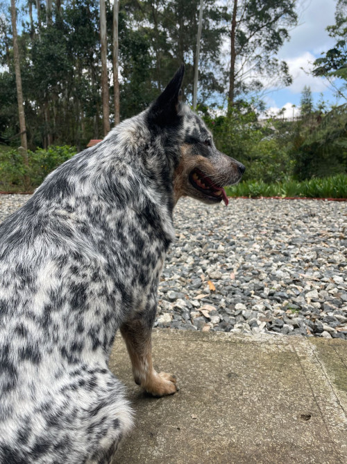 Pipa