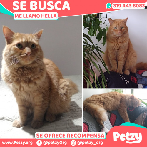 Foto de mascota Hella