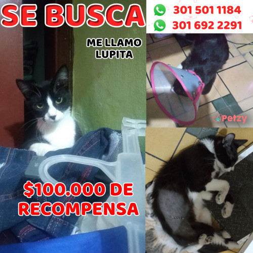 Foto de mascota Lupita 