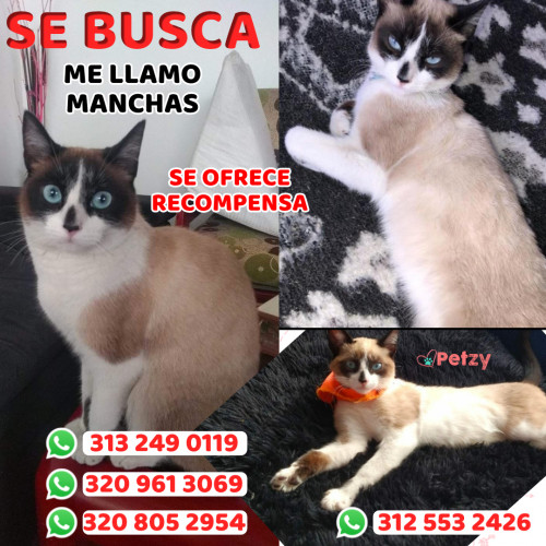 Foto de mascota Manchas