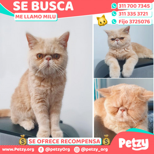 Foto de mascota Milu