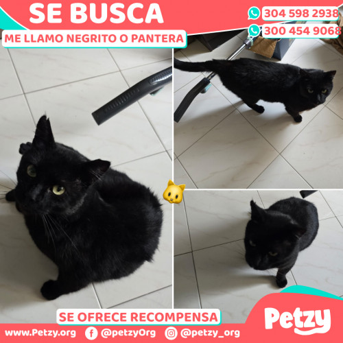 Foto de mascota Negrito O Pantera