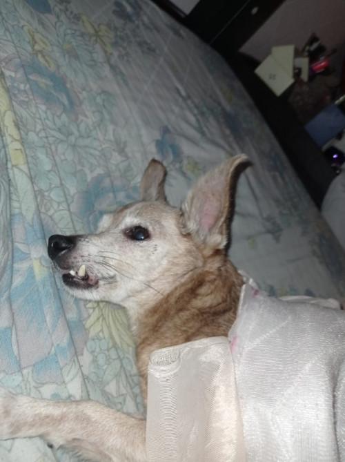 Princesa