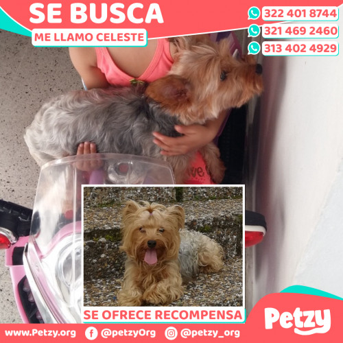 Foto de mascota Celeste