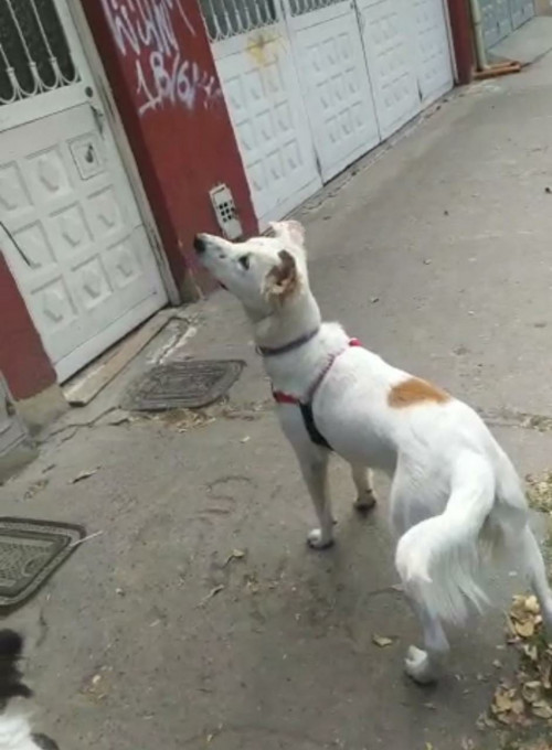 Nala
