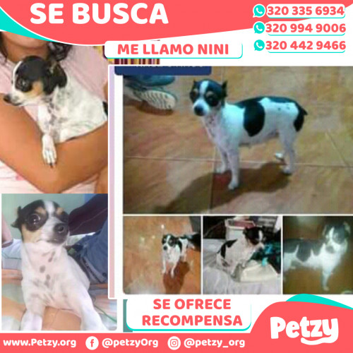 Foto de mascota Nini