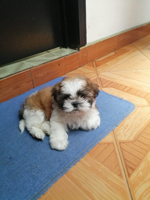 Sacha